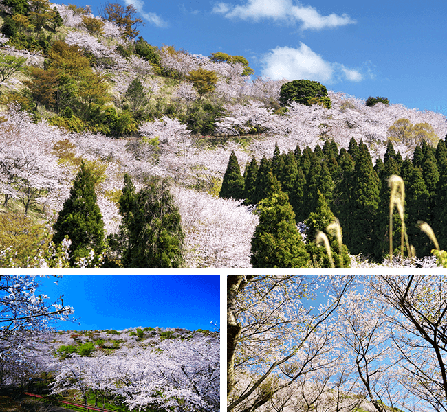 花立公園